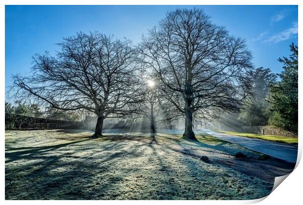 A bright Winters morning on the Sandringham estate Print by Gary Pearson