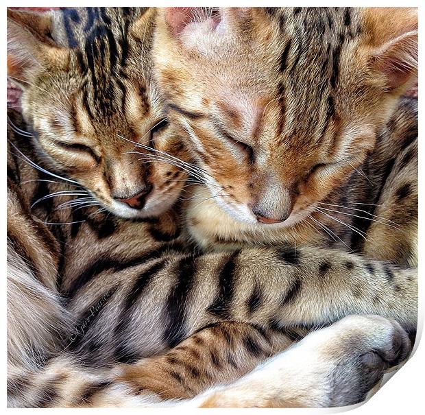 Sleeping Bengals Print by Gary Pearson