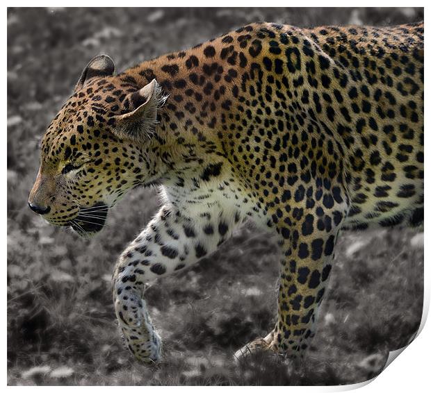Leopard selective colour edit Print by Gary Pearson