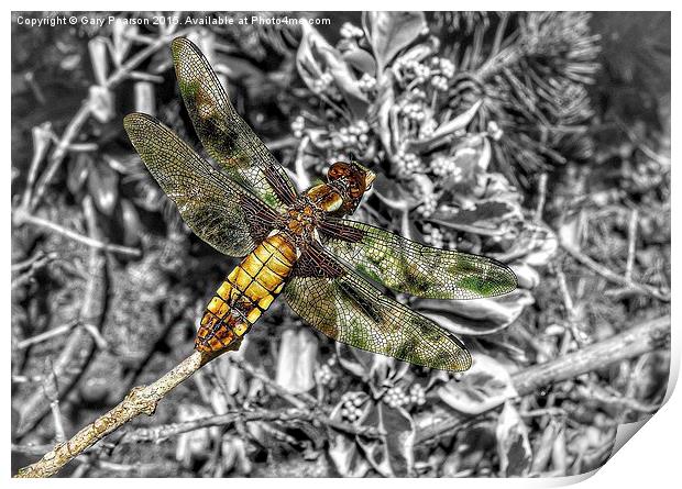 A female broad bodied chaser dragonfly  Print by Gary Pearson