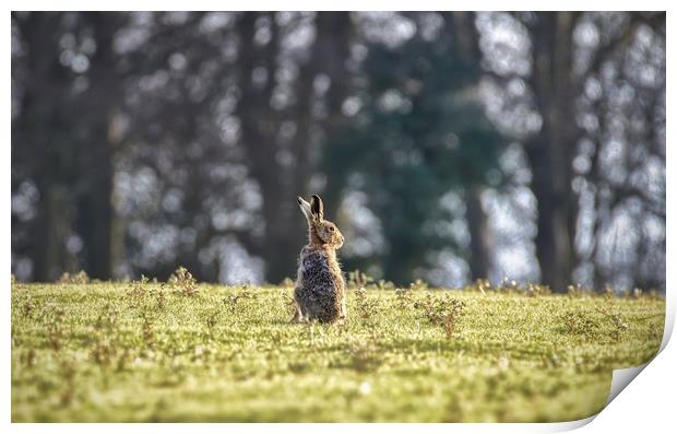 An elderly hare basking in the sunshine.  Print by Gary Pearson