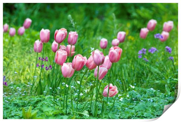 Pink Tulips 1  Print by Gary Pearson