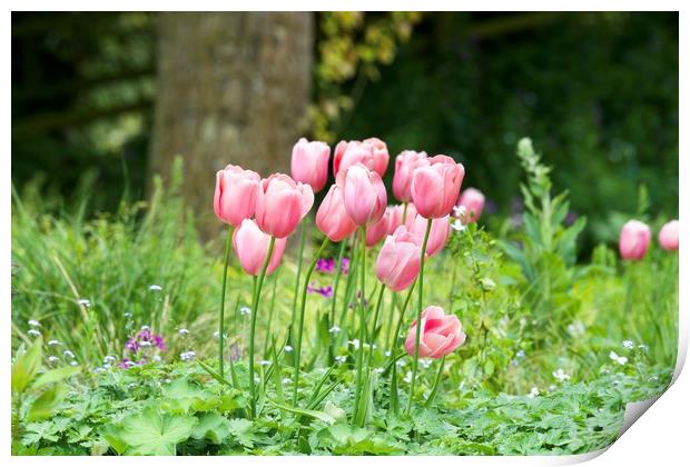 Pink tulips 2 Print by Gary Pearson