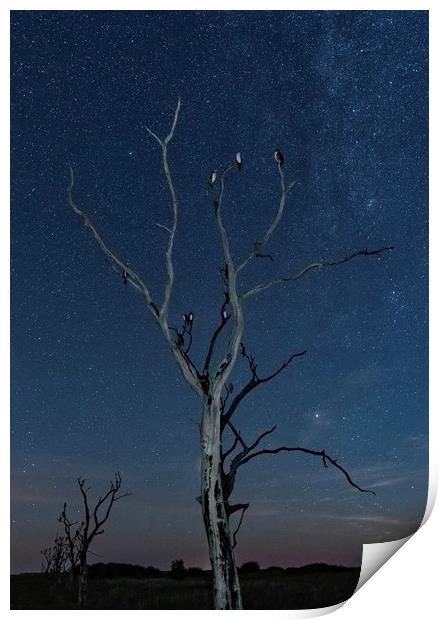 Sleeping under the stars  Print by Gary Pearson