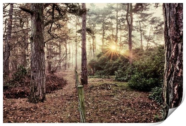 A misty sunrise in the forest Print by Gary Pearson