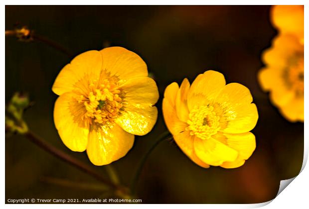 Buttercups Print by Trevor Camp