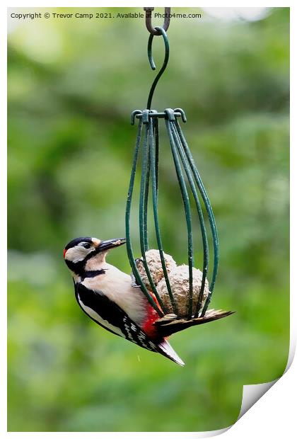 Great Spotted Woodpecker Print by Trevor Camp
