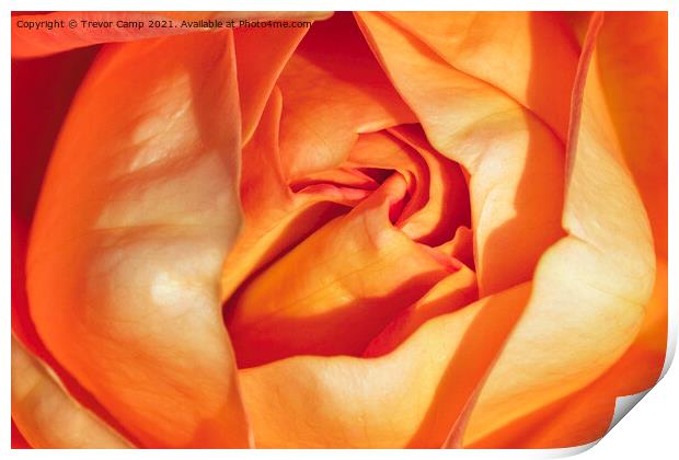 The Orange Rose Print by Trevor Camp