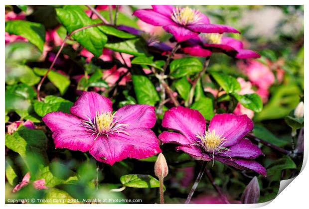 Purple Clematis Print by Trevor Camp