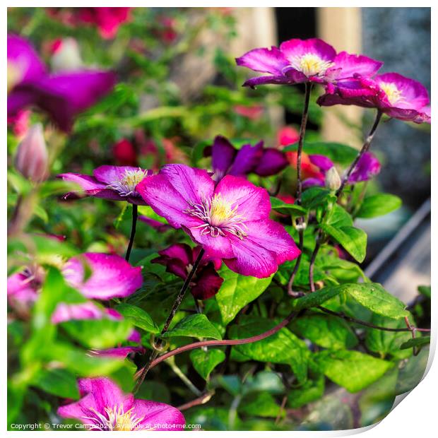 Purple Clematis - 02 Print by Trevor Camp