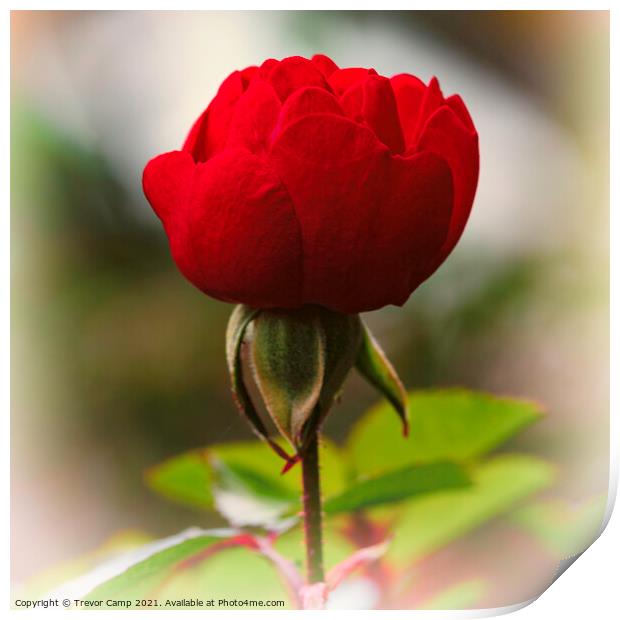 Single Red Rose Print by Trevor Camp