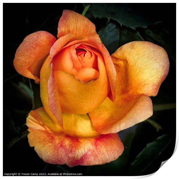 Stunning 'Lady of Shalott' Rose Print by Trevor Camp