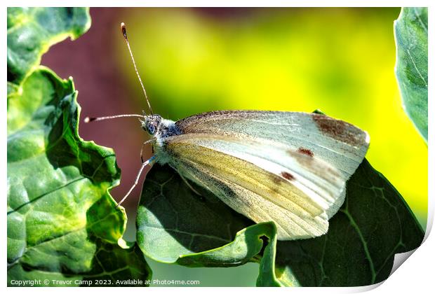 Delicate Cabbage White Butterfly Print by Trevor Camp