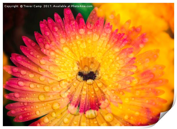 Burst of Mesembryanthemum Colors Print by Trevor Camp