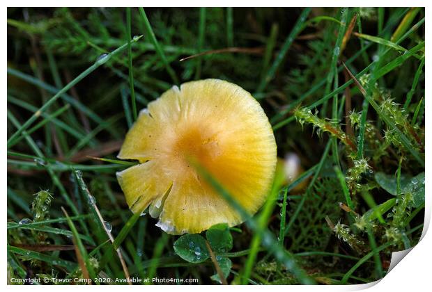 Yellow Mushroom Print by Trevor Camp