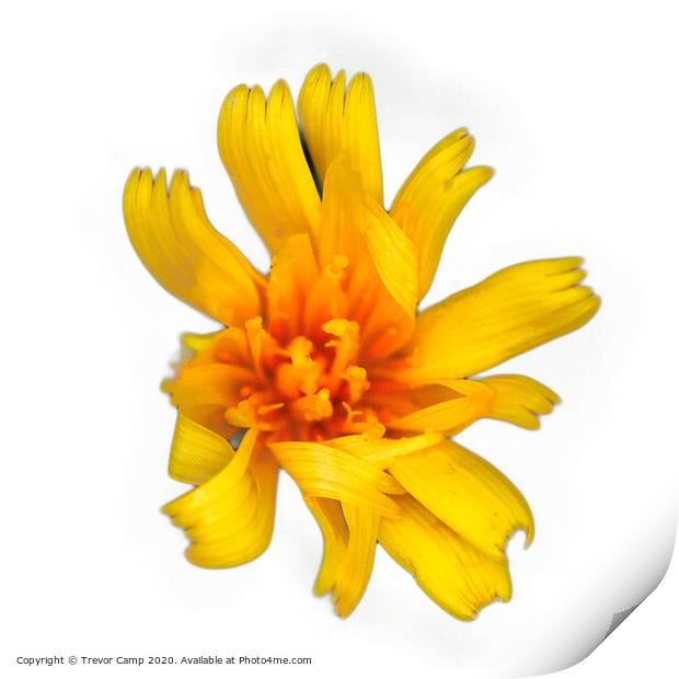 Yellow wild Coreopsis - 02 Print by Trevor Camp