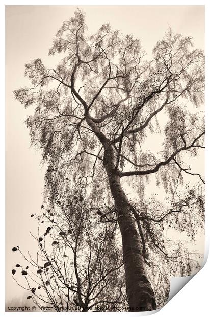 The Tree Print by Trevor Camp