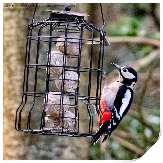 Great Spotted Woodpecker - 01 Print by Trevor Camp