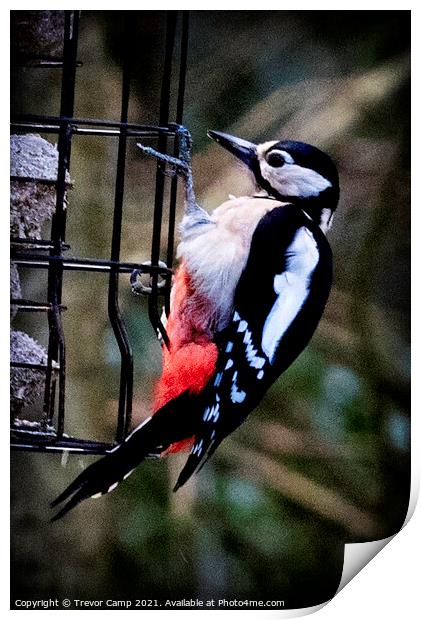 Great Spotted Woodpecker - 02 Print by Trevor Camp