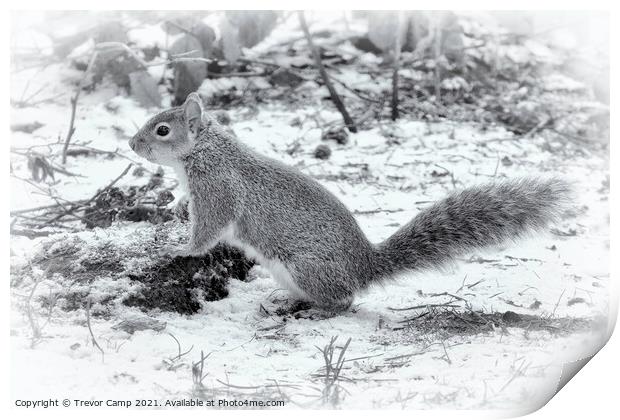 The Very Grey Squirrel Print by Trevor Camp