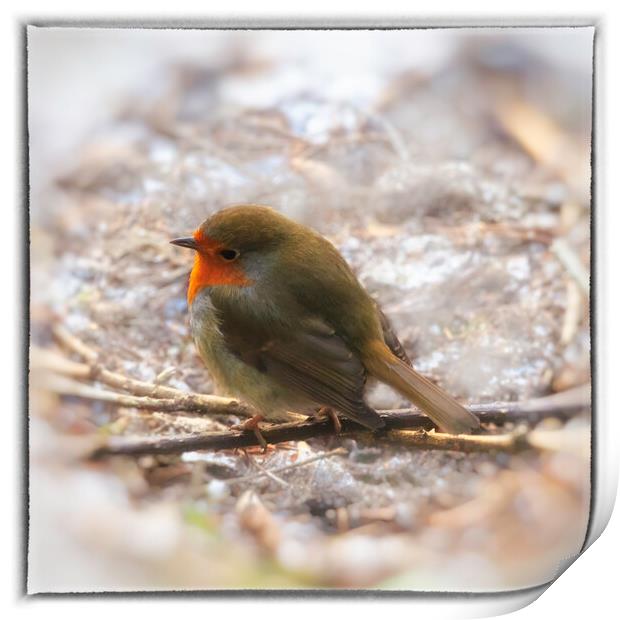 Robin Red Breast - 04 Print by Trevor Camp