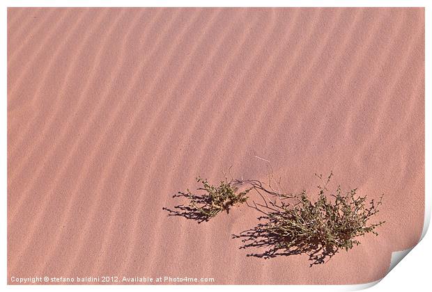 A lonely bush in the sand Print by stefano baldini