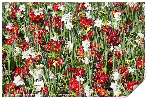 daffodils and pansies Print by stefano baldini