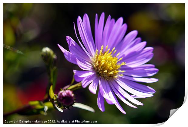 New England aster Print by stephen clarridge