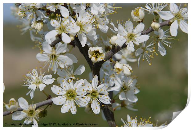 hawthorn blossom Print by stephen clarridge