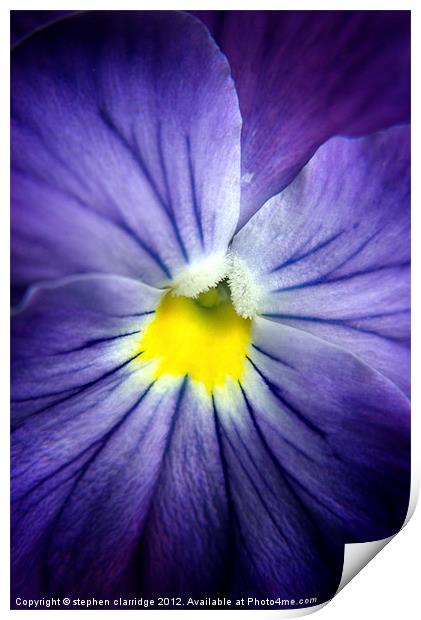 blue pansy close up Print by stephen clarridge