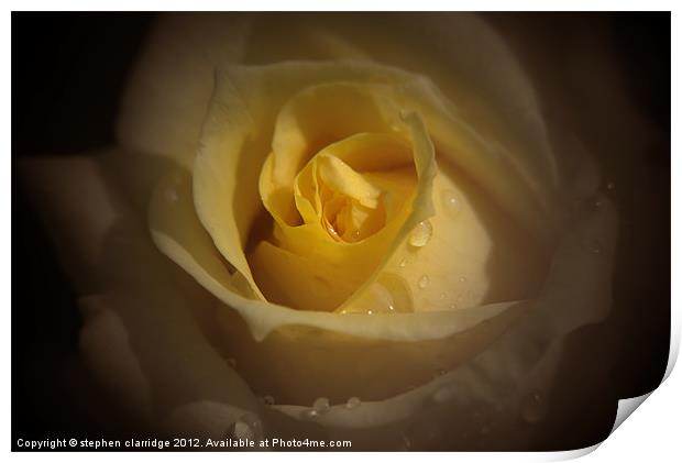 yellow rose close up Print by stephen clarridge