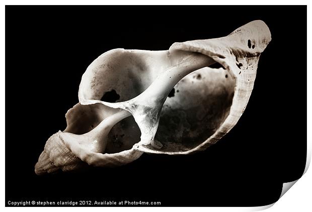 skeleton shell Print by stephen clarridge