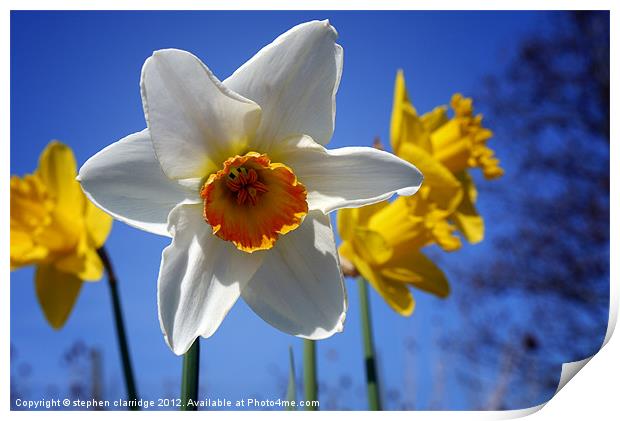 The daffodils of summer Print by stephen clarridge