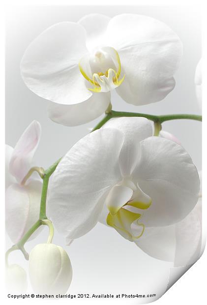 White Orchids Print by stephen clarridge