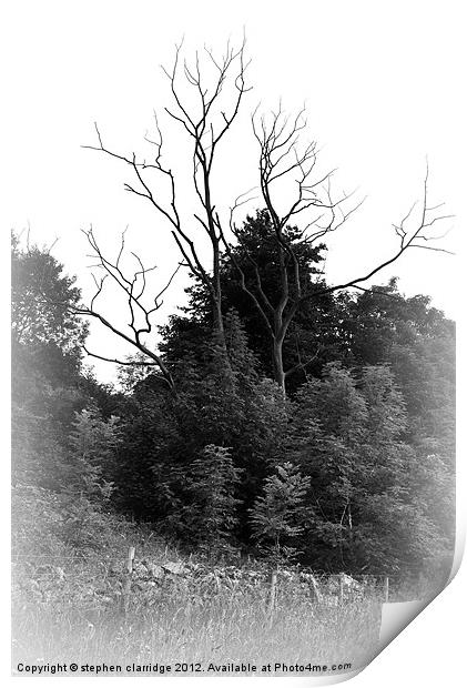 Old tree at Chee dale Print by stephen clarridge
