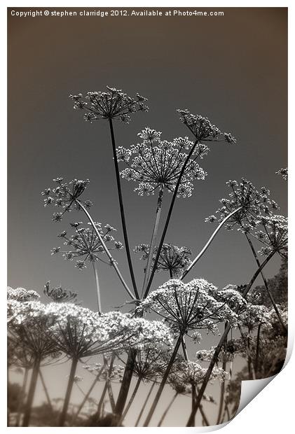 Great pignut wild flower Print by stephen clarridge