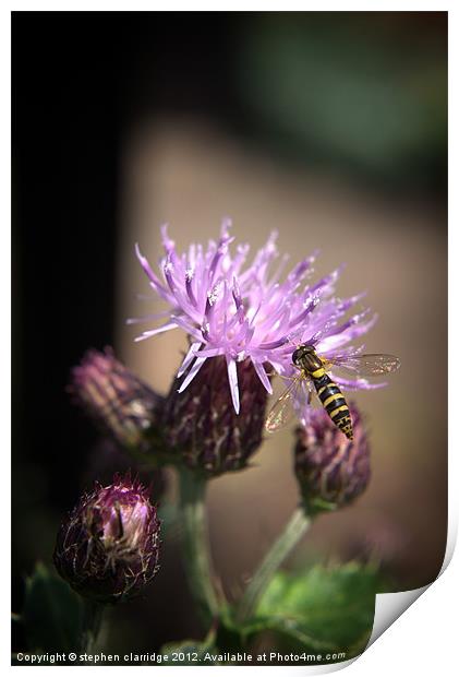 Wasp on thistle Print by stephen clarridge