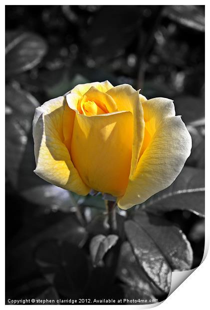 Yellow rose on monochrome Print by stephen clarridge