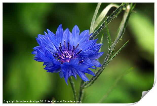 Blue cornflower Print by stephen clarridge