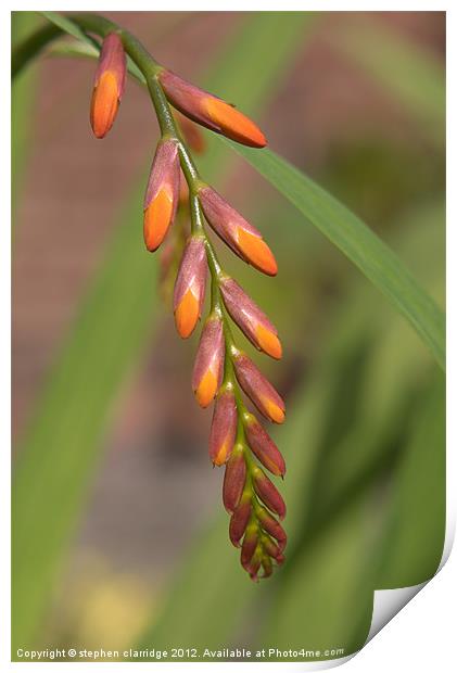 Crocosmia (Jackanapes) buds Print by stephen clarridge