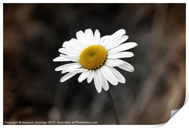 Single oxeye daisy 2 Print by stephen clarridge