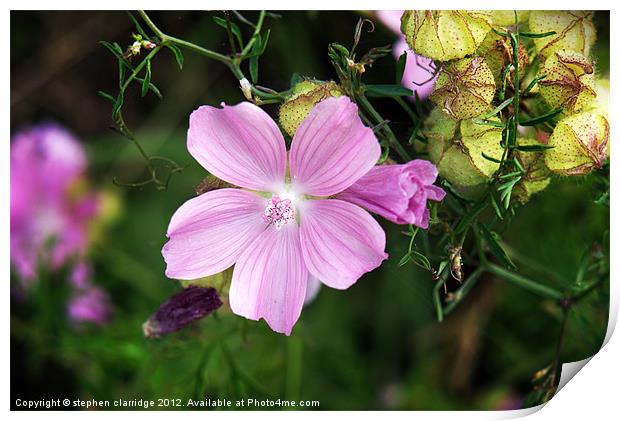 Purple wild flower Malva moschata Print by stephen clarridge