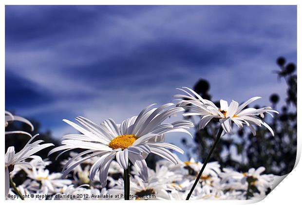 Oxeye daisy's deep blue sky Print by stephen clarridge