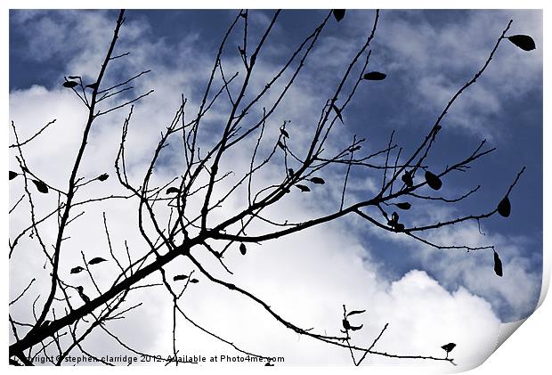 The branch Print by stephen clarridge