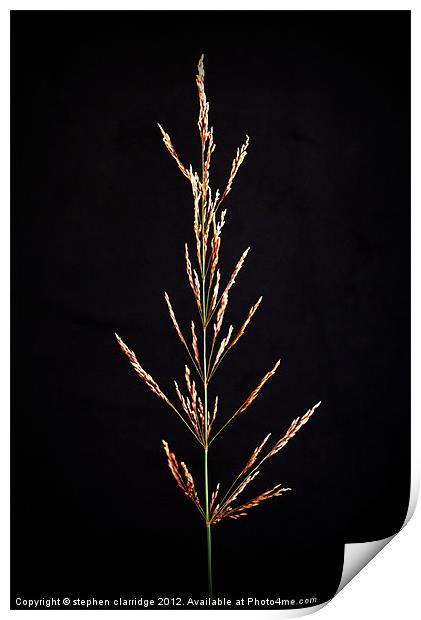 Grass on black Print by stephen clarridge
