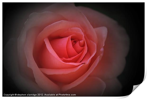 English Red Rose Print by stephen clarridge