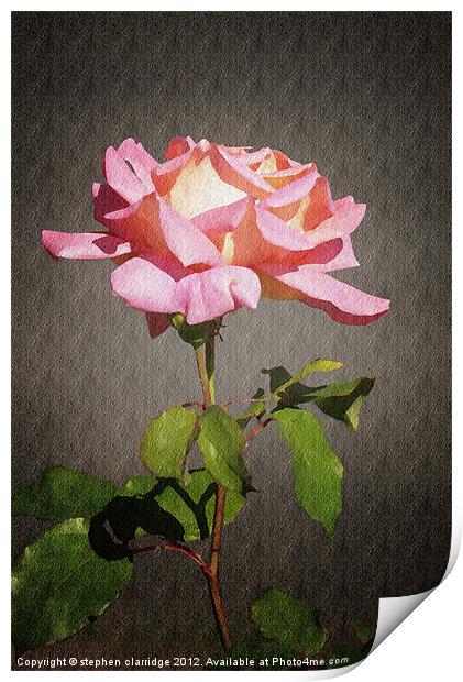 Single pink rose Print by stephen clarridge
