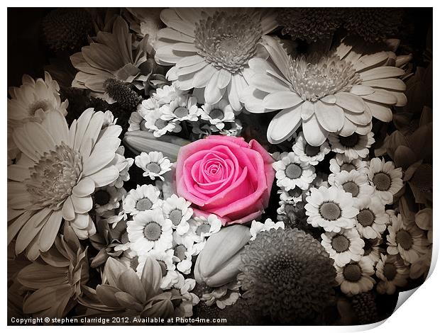 Pink rose with monochrome flowers Print by stephen clarridge