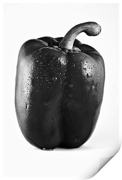 Wet Red Pepper in Mono Print by Steven Clements LNPS