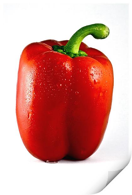 Wet Red Pepper White Background Print by Steven Clements LNPS